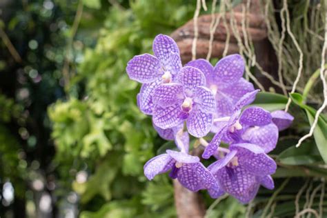 小型蘭花|小蘭花品種有哪些？10種常見小蘭花品種介紹、照顧&修剪